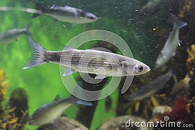 Thicklip grey mullet Stock Photo