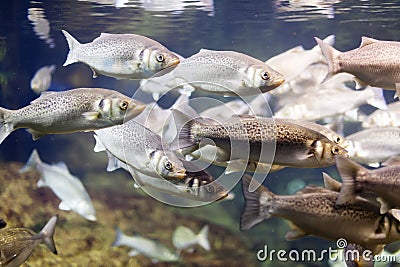 Thicklip grey mullet Stock Photo