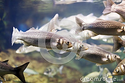 Thicklip grey mullet Stock Photo