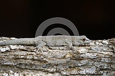 Thicktail day gecko, isalo, madagascar Stock Photo