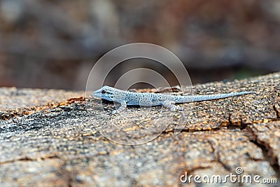 Thicktail day gecko, Phelsuma mutabilis, Miandrivazo, Madagascar Stock Photo