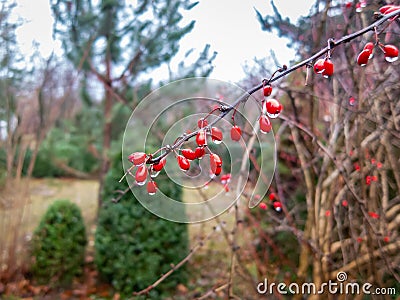 Thin barberry branch with scarlet berries with raindrops on a beautiful blurred garden background with evergreens. Focus on the be Stock Photo