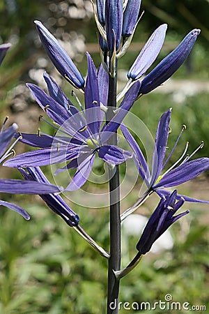 Thin blue petals of blossoming flowers of Great Camas plant Stock Photo