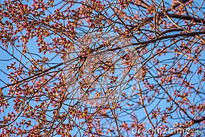 Young Cherry Buds against Blue Sky Stock Photo