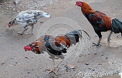 Thin, bright feather cock. A few hens Stock Photo