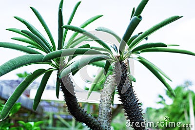 Thin cactus with leaves Stock Photo