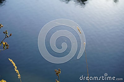 A thin cobweb is attached to a blade of grass against the blue of a blue lake. a house for a spider, a trap for insects. Stock Photo