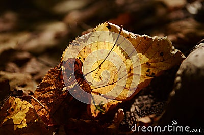 Thin dry autumn birch tree leaves on the ground translucent golden soft light Stock Photo