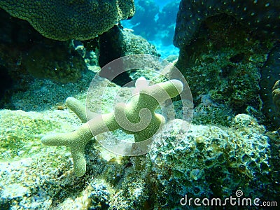 Thin finger coral Porites divaricata undersea, Caribbean Sea, Cuba, Playa Cueva de los peces Stock Photo