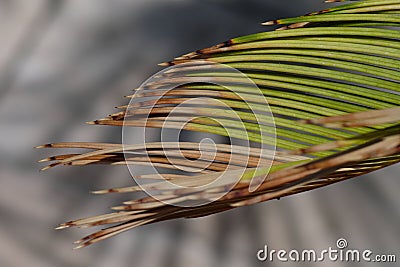 Thin and green and brown palm leaves in close-up Stock Photo