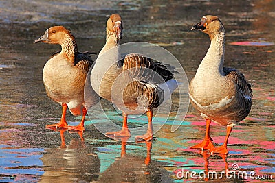 Thin Ice no skating Stock Photo