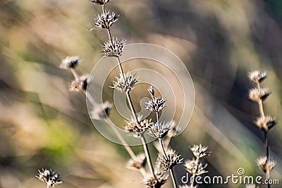 Thin prickly plant in spring after winter. Rough with small buds all over the branch. Stock Photo