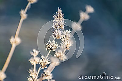 Thin prickly plant in spring after winter. Rough with small buds all over the branch. Stock Photo