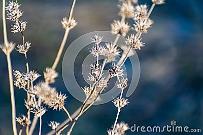 Thin prickly plant in spring after winter. Rough with small buds all over the branch. Stock Photo
