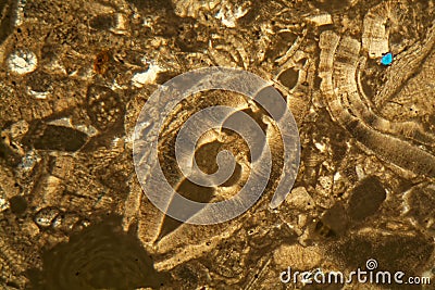 Thin section of Miocene limestone under the microscope Stock Photo