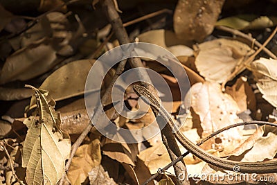 Thin snake probably genus Liophidium, reservation Ankarana, Madagascar Stock Photo