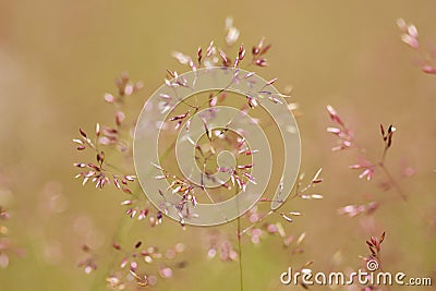 Thin spikelet Stock Photo
