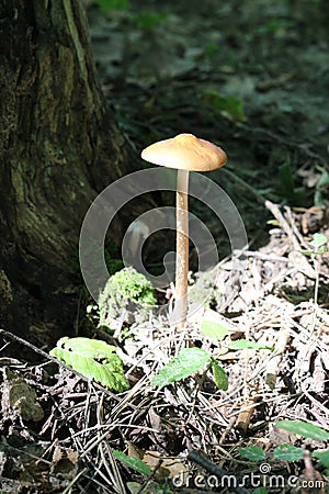 A thin-stalked mushroom grows under a tree in the forest Stock Photo
