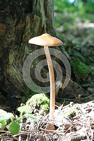 A thin-stalked mushroom grows under a tree in the forest Stock Photo
