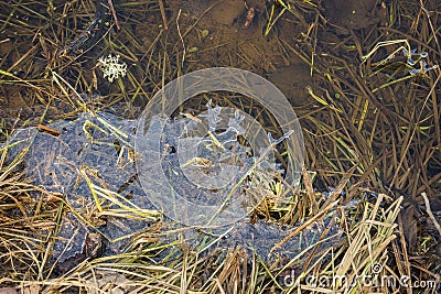 Thin transparent figurate layer of ice on water surface Stock Photo