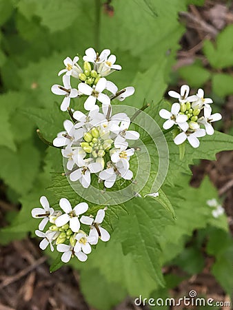 Thin white flowers Stock Photo