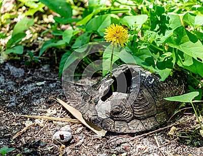 Thin yellow dandelion sprouted through an old broken tortoise shell that lies on the ground next to a small river shell in a Stock Photo