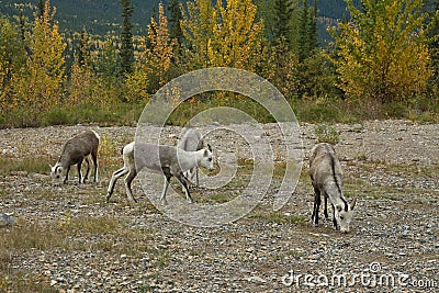 Thinhorn Mountain Sheep at roadside, northern BC Stock Photo