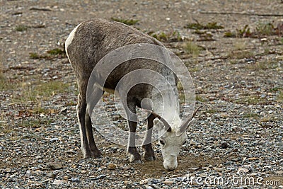 Thinhorn Mountain Sheep at roadside, northern BC Stock Photo