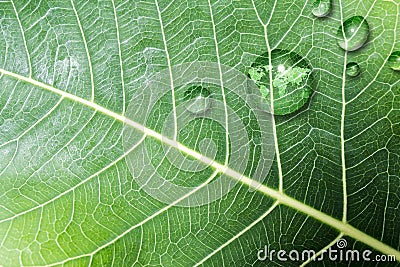 Think green concept of world map in water drop on green leaf Stock Photo