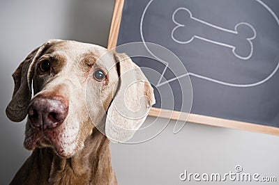 Thinking dog Stock Photo