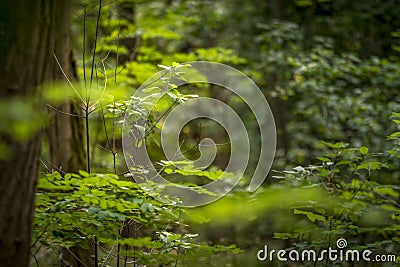 Thinning on a little tree in the forest Stock Photo