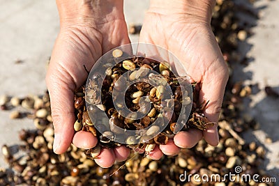 Third grade guatemalan coffee with husk Stock Photo