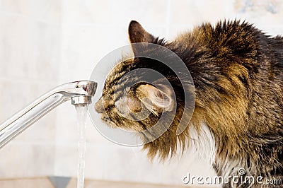 Thirst cat Stock Photo