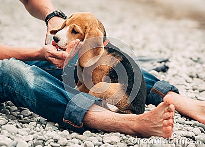 Thirsty beagle puppy drinks water from his owner hands Stock Photo