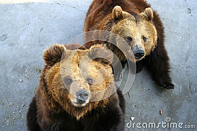 Thirsty bears Stock Photo