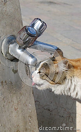 Thirsty cat Stock Photo