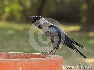 Thirsty crow Stock Photo