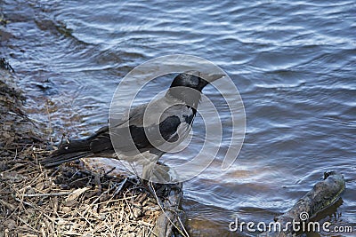 Thirsty crow Stock Photo