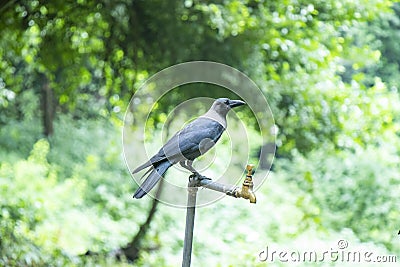 Thirsty crow seating on a water tap Stock Photo