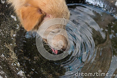 thirsty Stock Photo