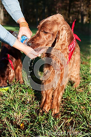 Thirsty dog Stock Photo