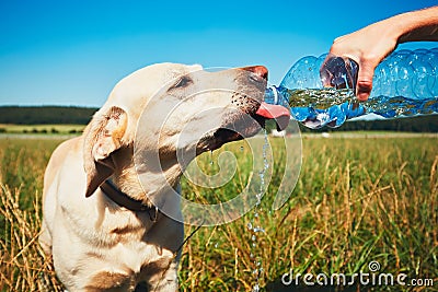 Thirsty dog in hot day Stock Photo
