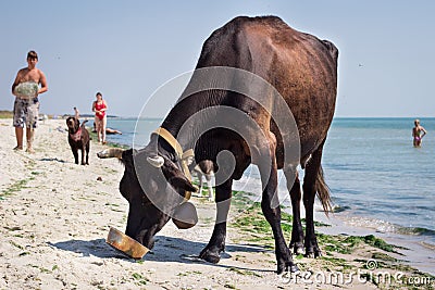 Thirsty domestic farm red black cow walks on sea beach drinking water among people and dogs Editorial Stock Photo