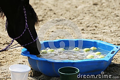 Thirsty domestic horse drink fresh clear water on the ground Stock Photo