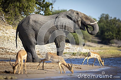 Elephant bull standing at the edge of Chobe River drinking water with three impala in Botswana Stock Photo
