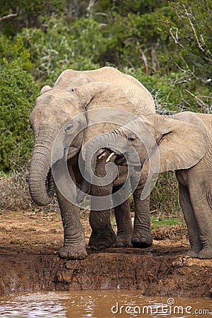 Thirsty Elephants Stock Photo