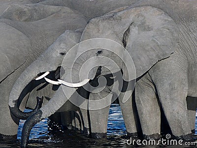 Thirsty elephants Stock Photo