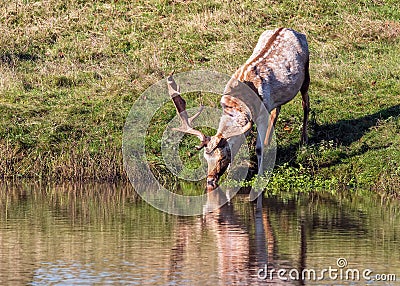 Fallow Deer Buck drinking - Dama dama. Stock Photo