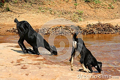 Thirsty Goats Stock Photo