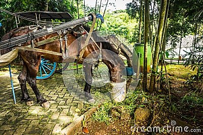 Thirsty horse drink in white bucket photo taken in Jakarta Indonesia Stock Photo